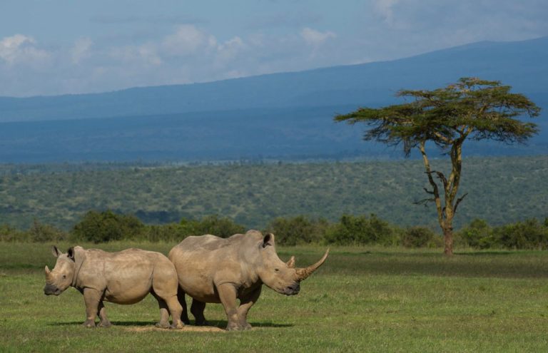 Safari Holiday Vacation In Days Nights Visiting Amboseli