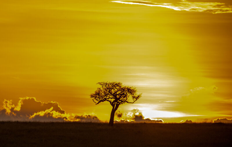 Acacia tree at golden hour