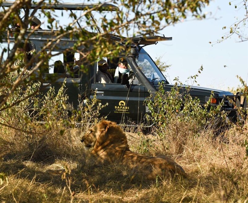 Safari vehicle with a lion in the grass in front