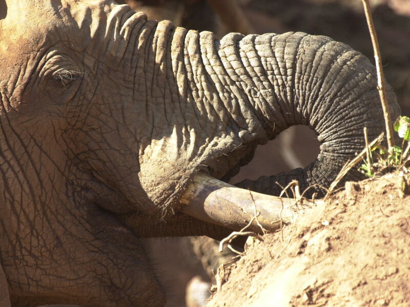 Wildlife gathering at waterhole