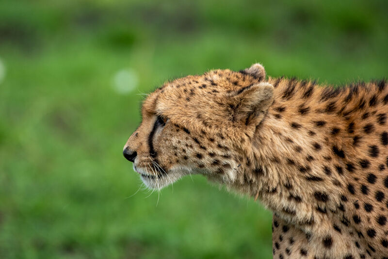 Cheetah hunting in the grass