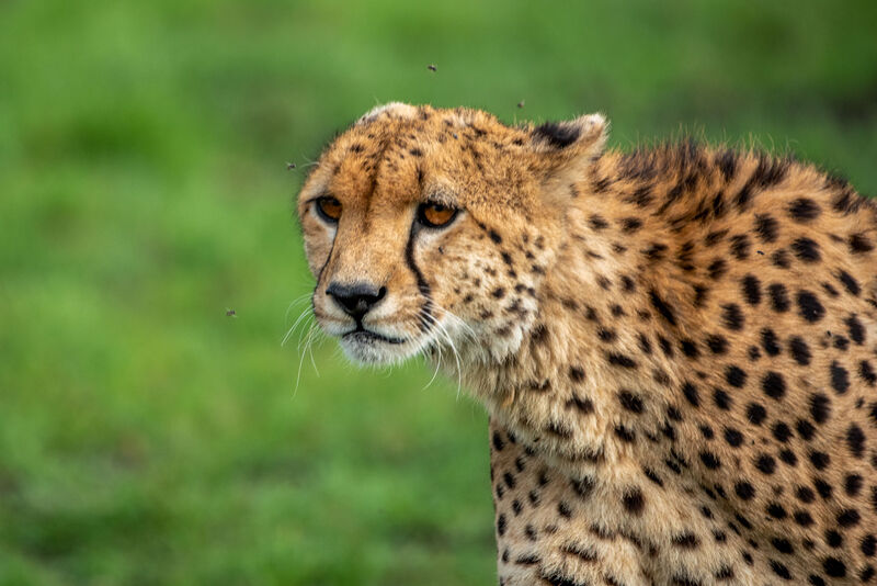 Close-up cheetah head portrait