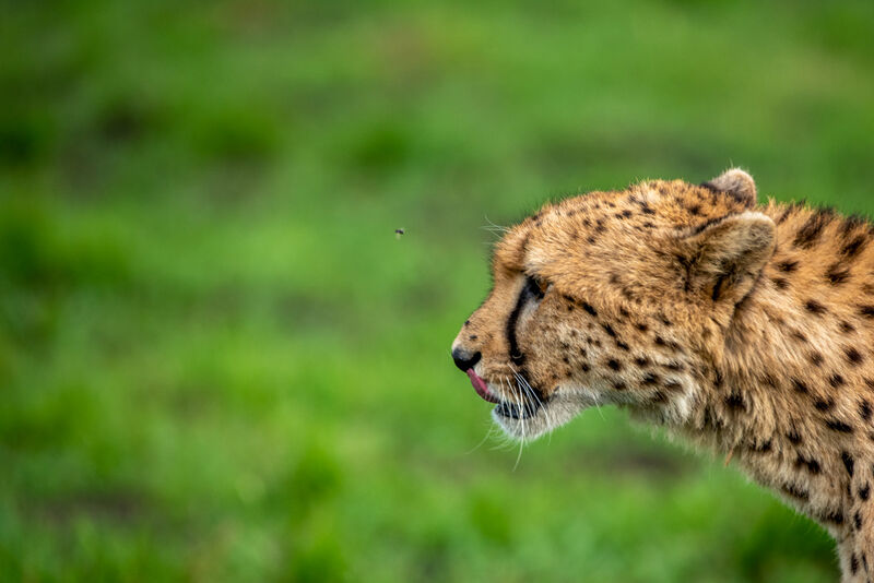 Cheetah profile in the wild