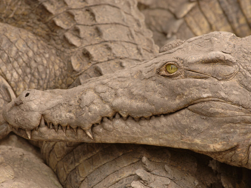 Crocodile in Tsavo National Park