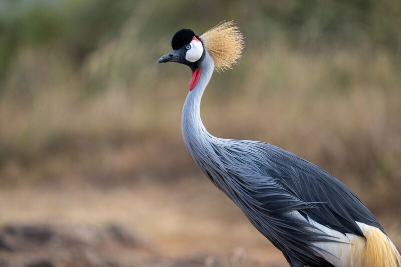 Crowned crane portrait
