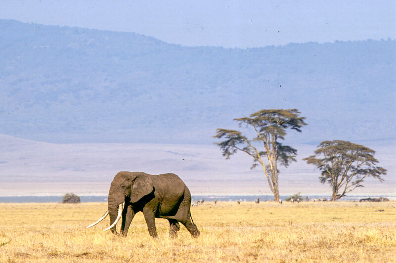 Lone elephant with acacia trees