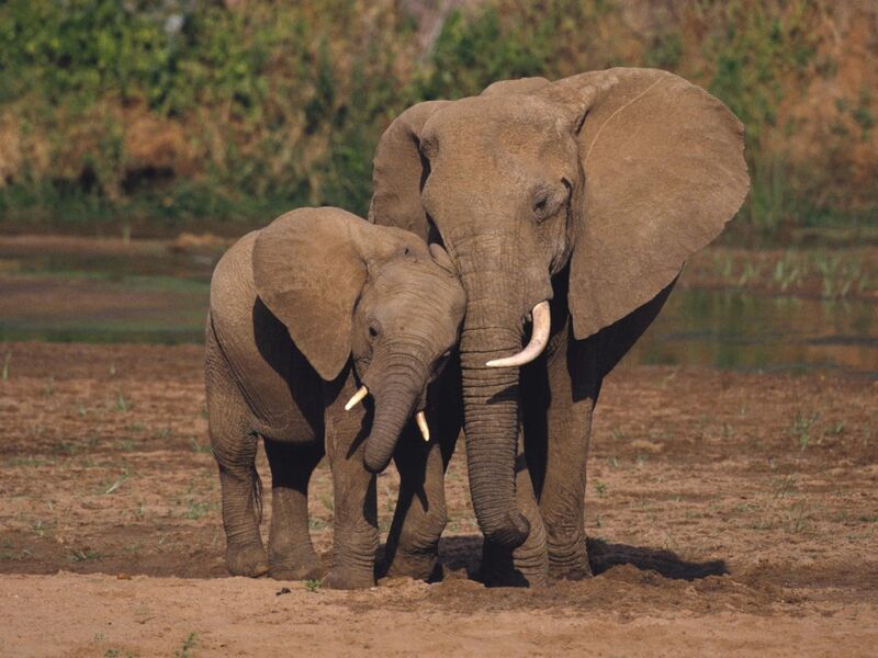 Elephants in Amboseli National Park with Mt Kilimanjaro
