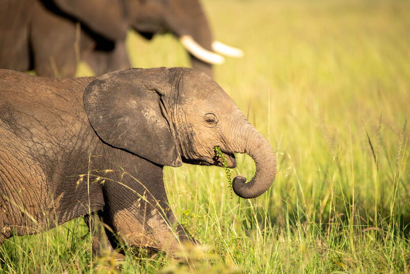 Young elephant calf in savannah