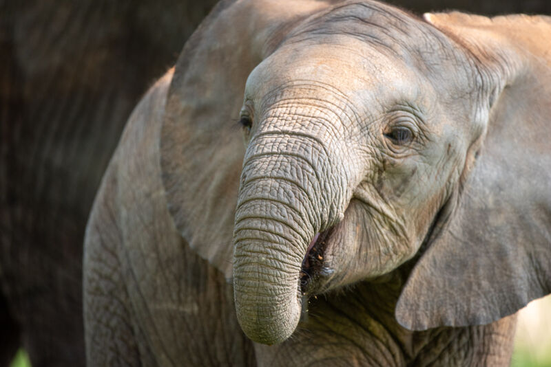 Close-up of African elephant