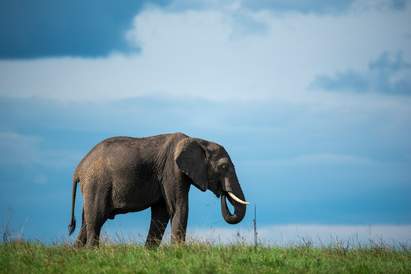 Bull elephant crossing the Ngorongoro Crater floor