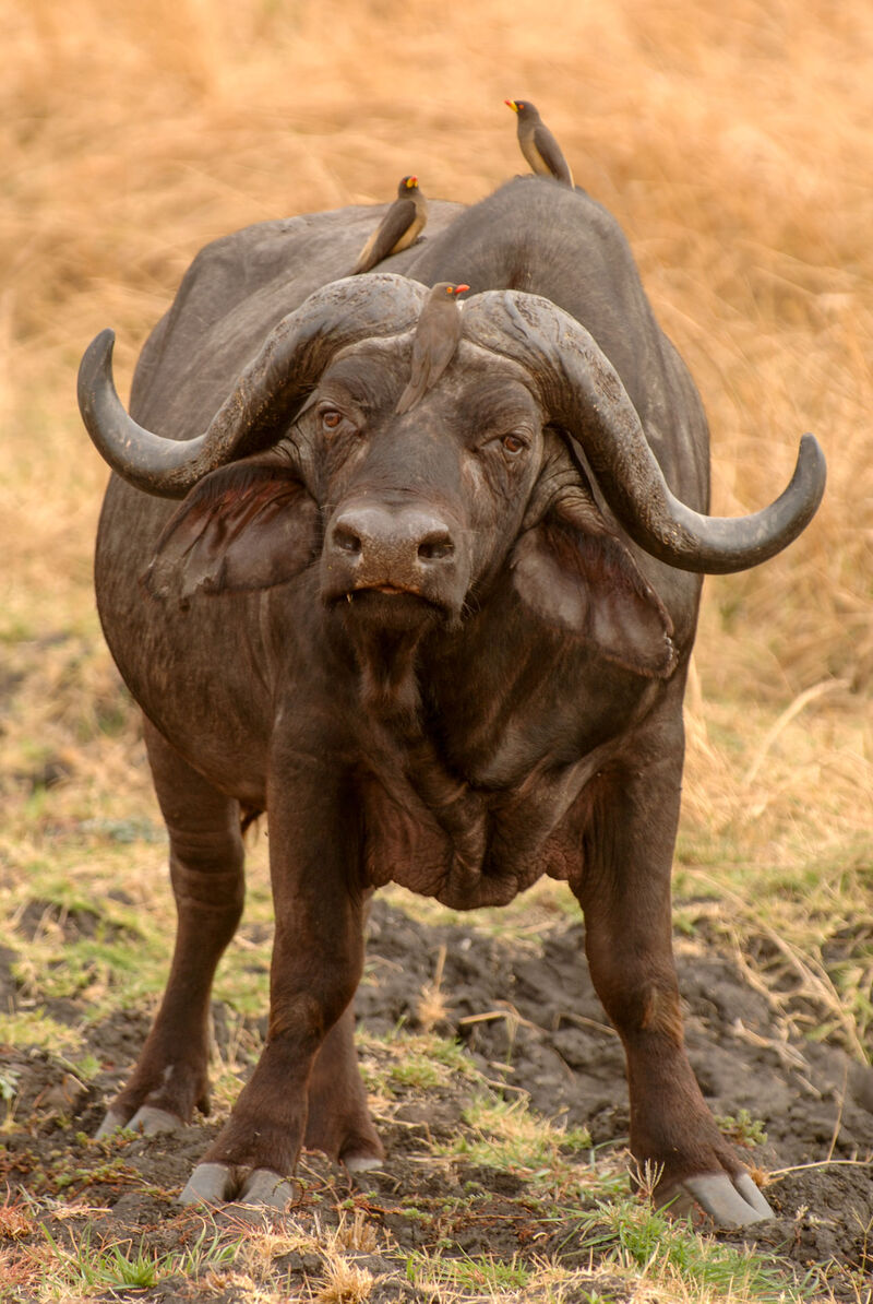 Elephant mother and calf