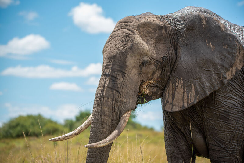 Adult elephant portrait with tusks