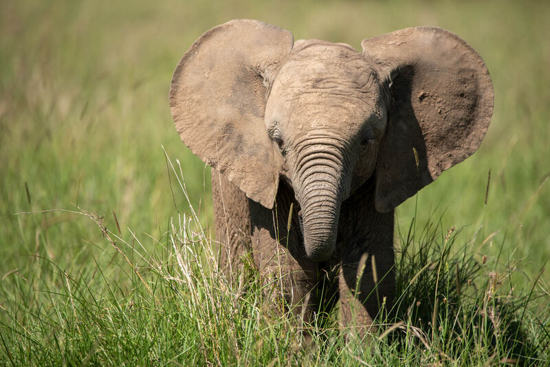 Young elephant in Tsavo National Park