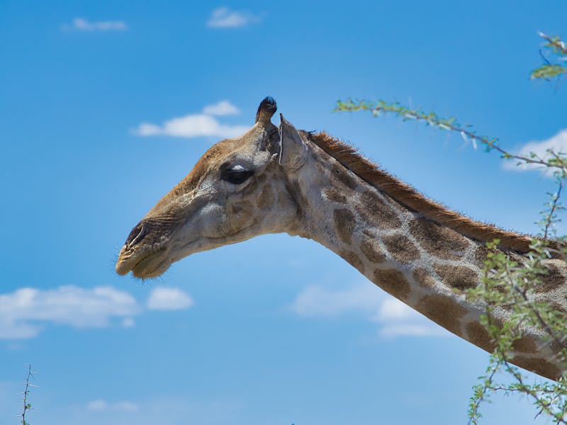 Young child using binoculars on safari