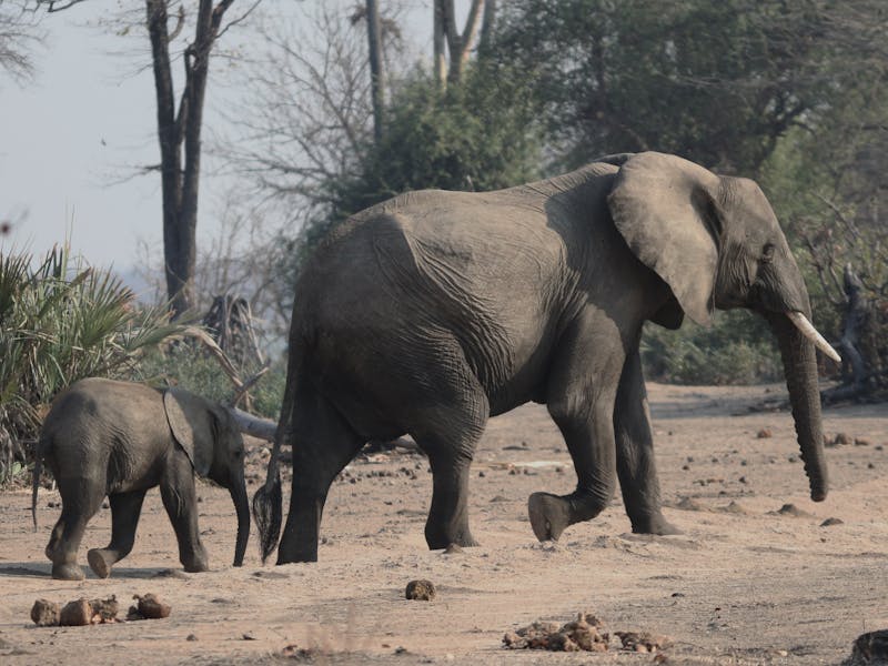 Family on a guided bush walk with Maasai guide