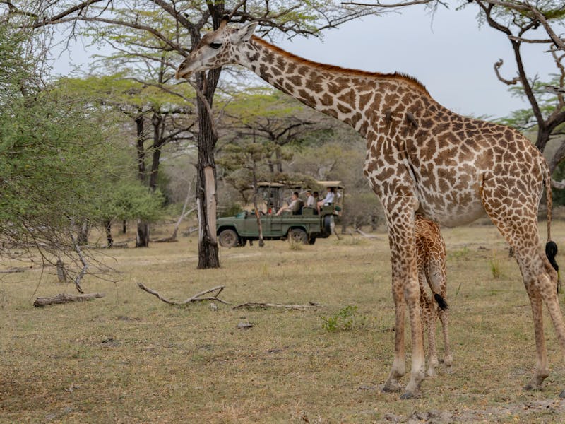 Family with children enjoying a game drive in the African savannah