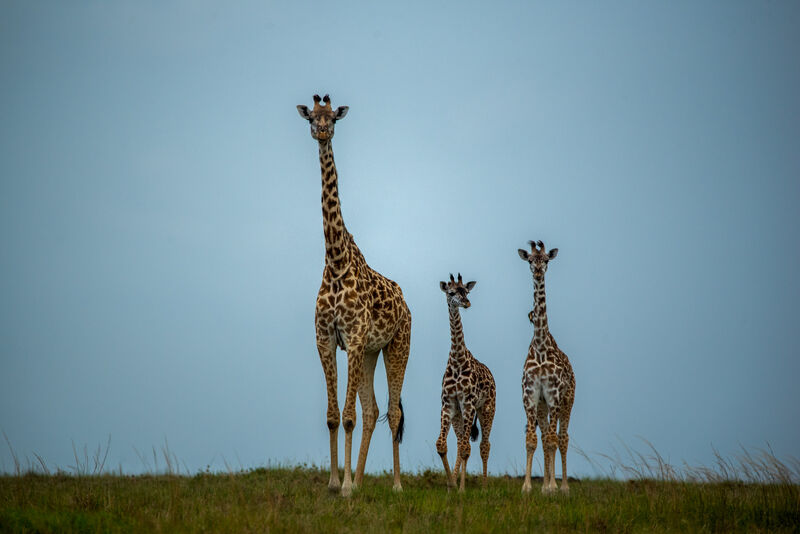 Adult giraffe with two juveniles on Laikipia