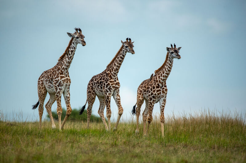 Three giraffes on the Ngorongoro Crater rim