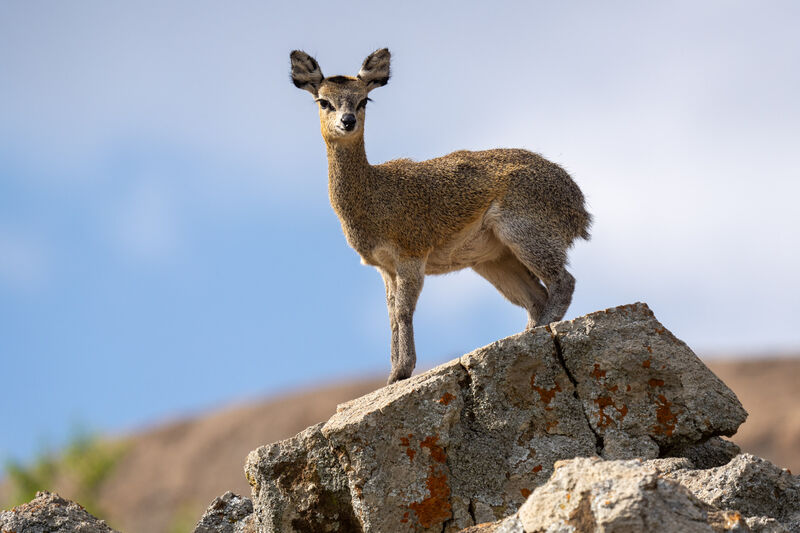 Young giraffe — a favourite with children