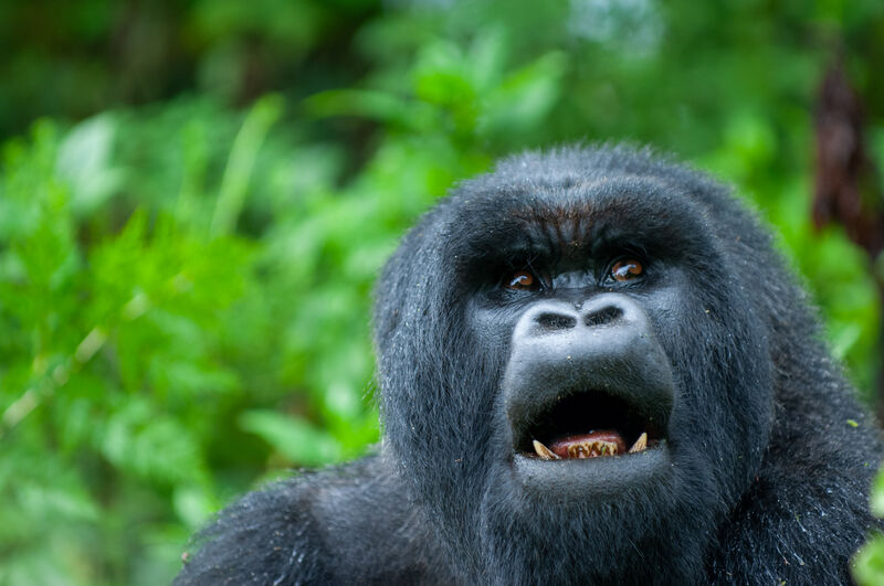 Mountain gorilla in the wild