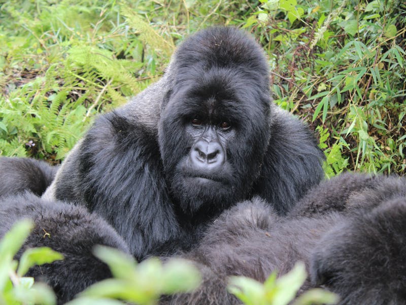 Mountain gorilla family group with mother and infant