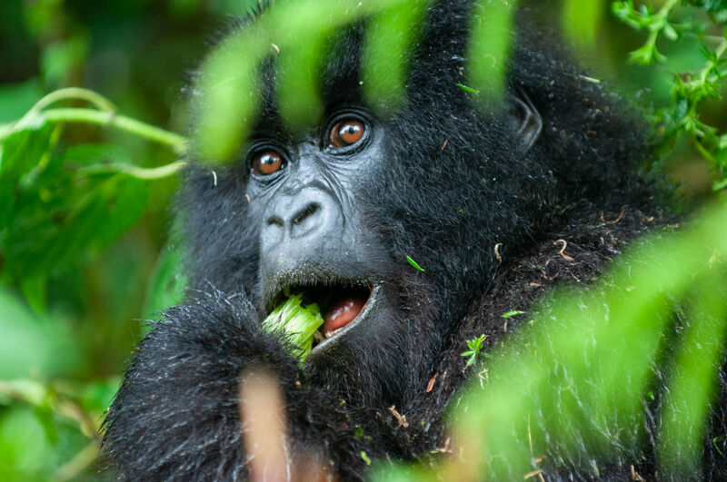Gorilla eating vegetation in the forest