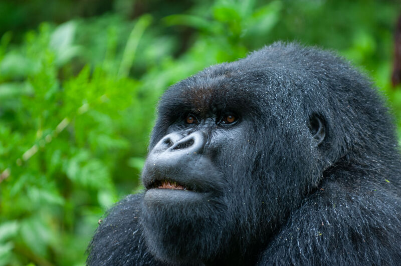 Mountain gorilla portrait close-up
