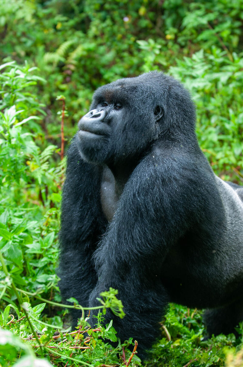 Silverback mountain gorilla, Volcanoes National Park