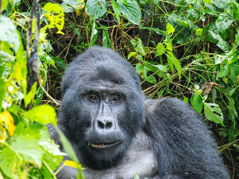 Trekkers hiking through rainforest on gorilla trek