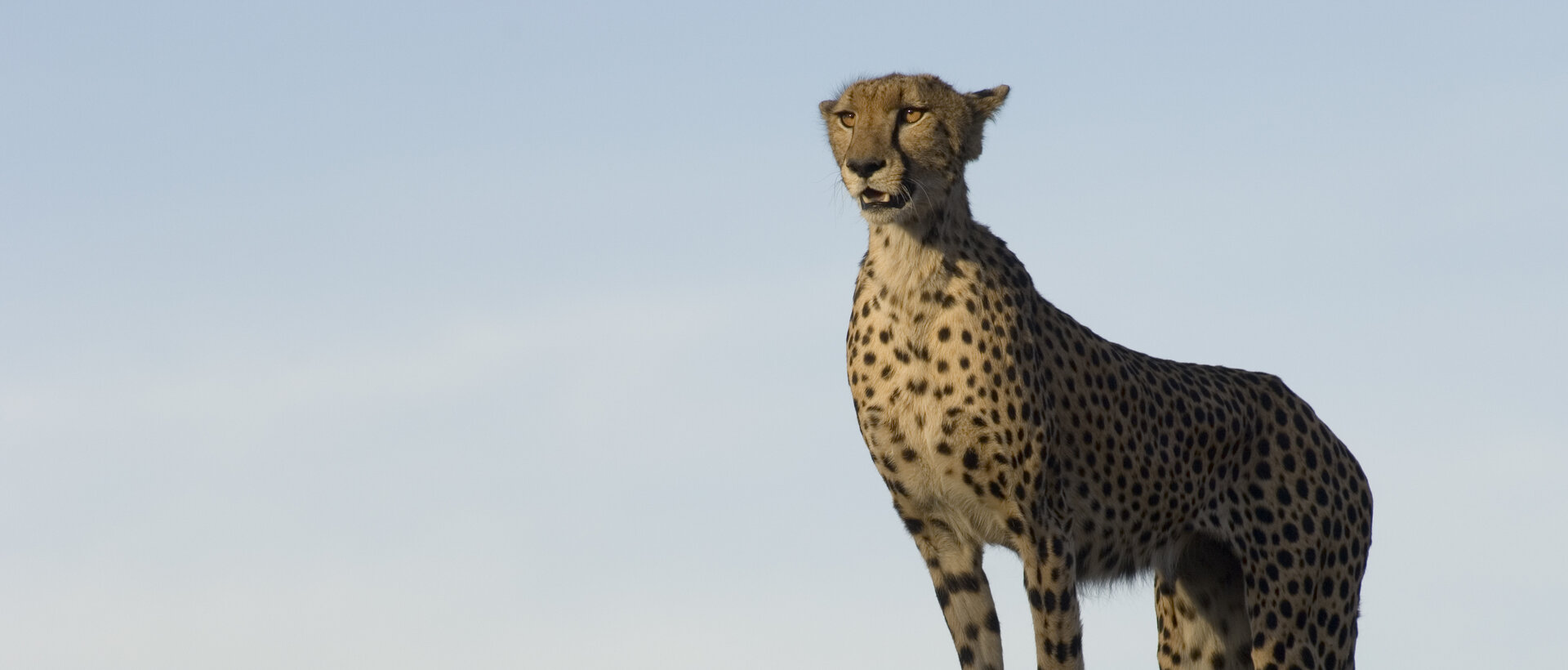 Cheetah standing tall on the savannah
