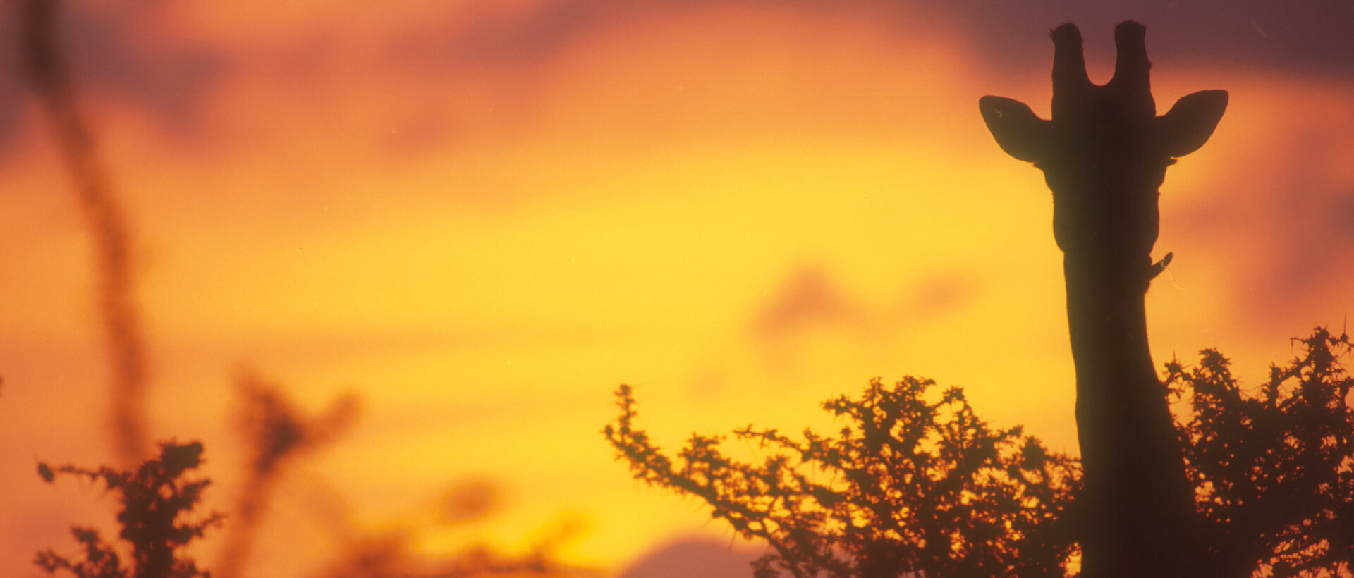 Giraffe silhouette against golden African sunset