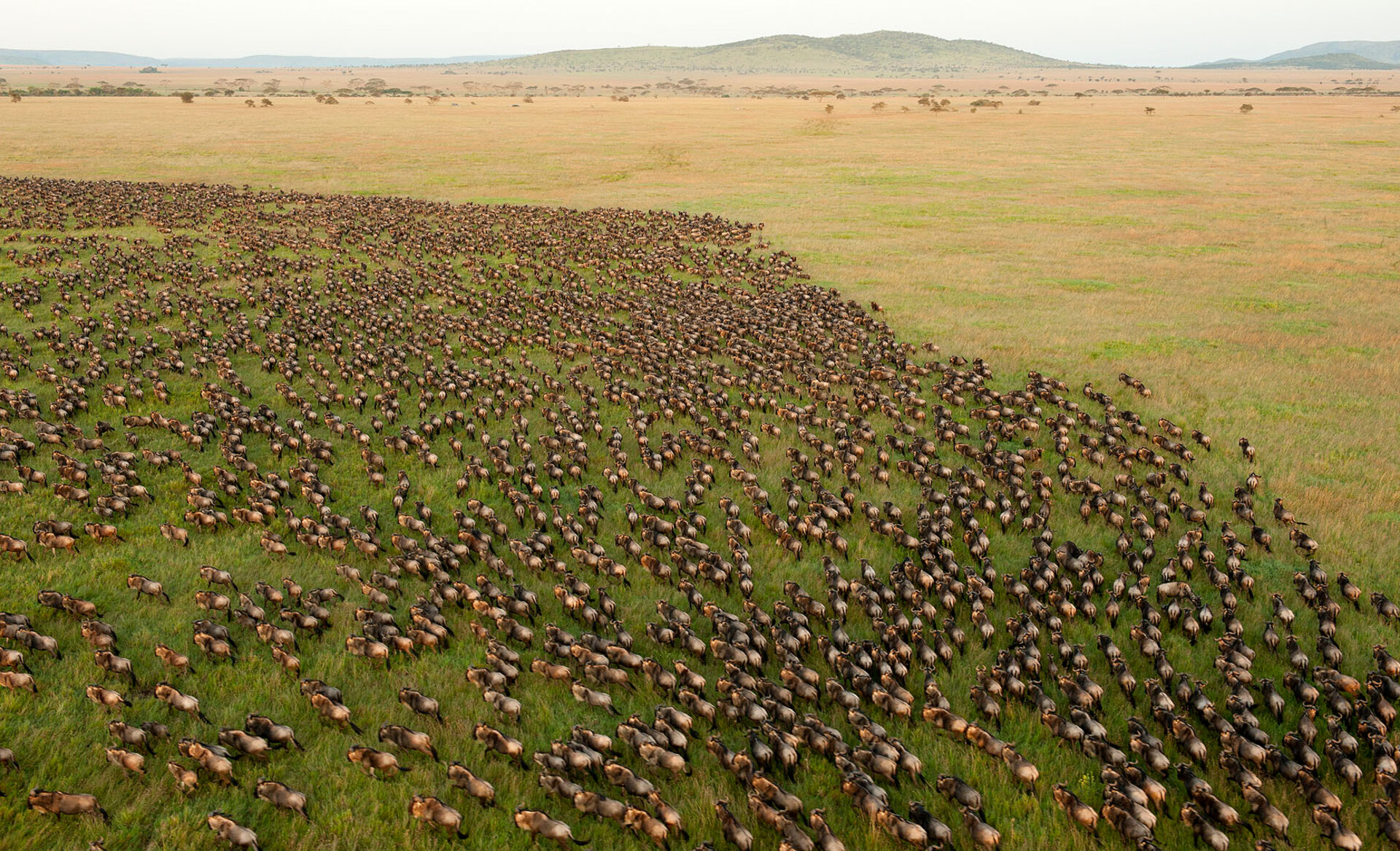 Wildebeest migration across the Serengeti plains