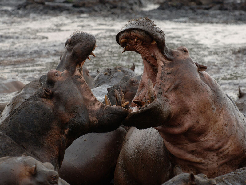 Hippos at the crater lake, Ngorongoro