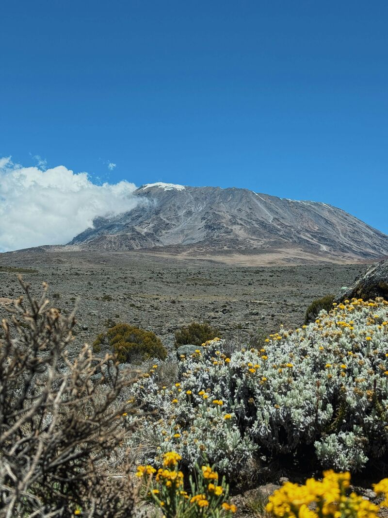 Alpine flowers on the slopes of Kilimanjaro