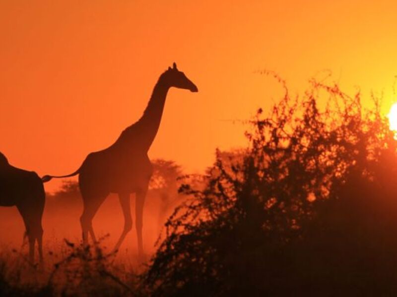 Giraffe with Mount Kilimanjaro in background