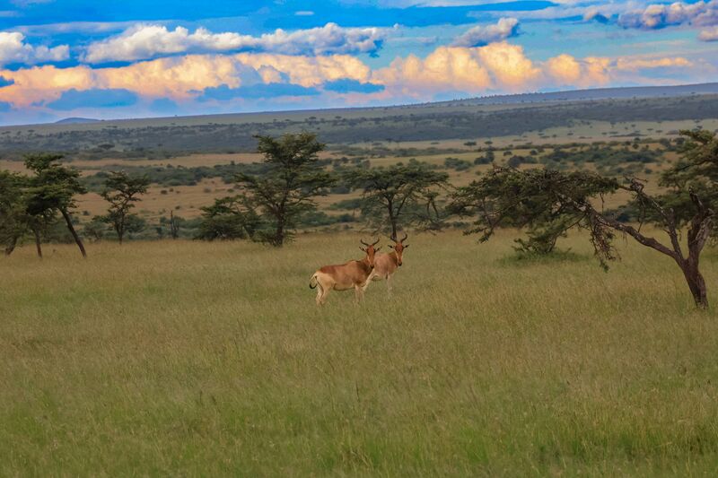 Walking safari on Laikipia Plateau