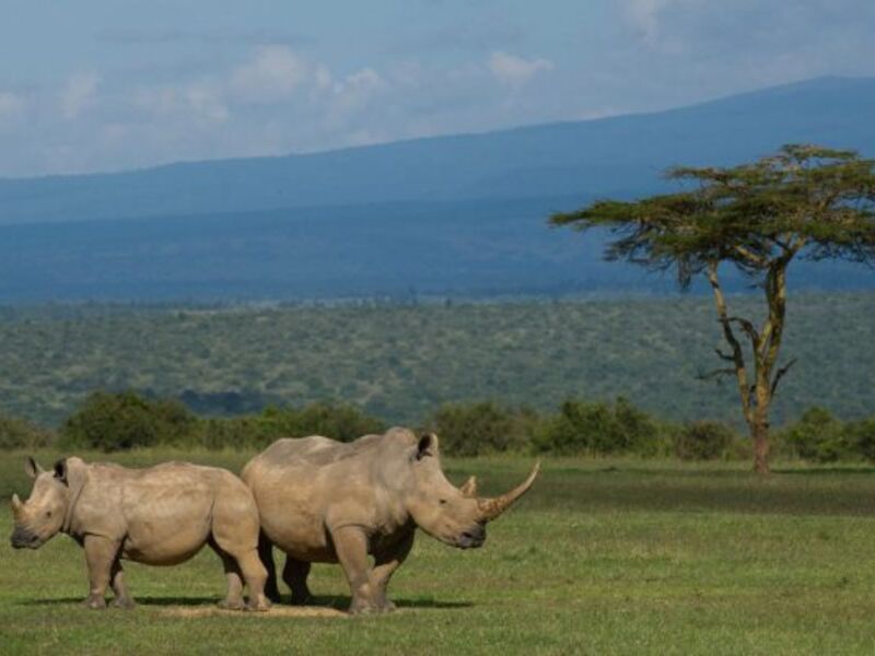 Rhinos in Laikipia Conservancy