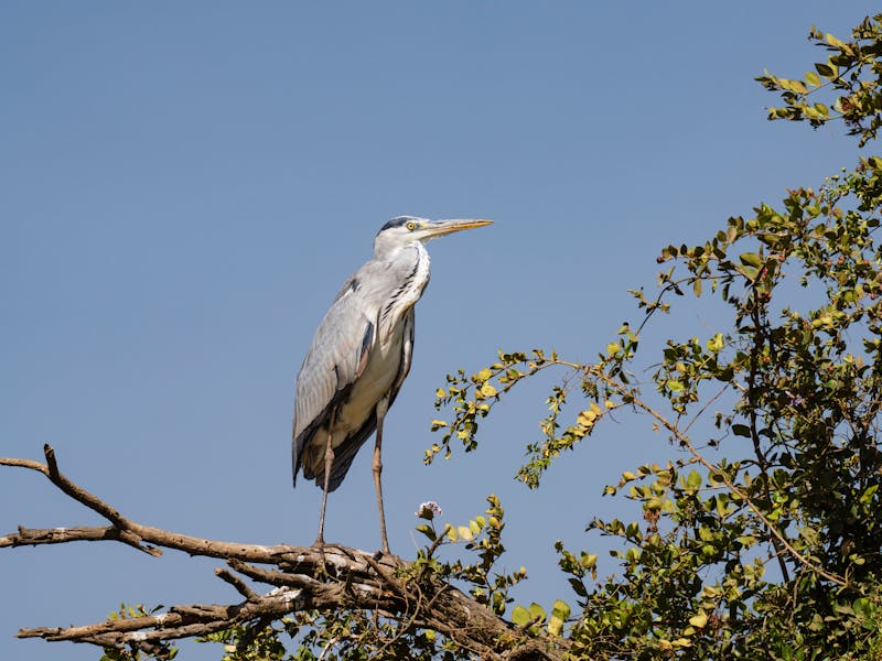 Birdwatching at Lake Baringo