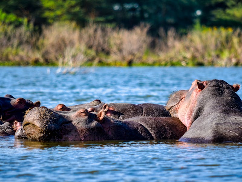 Boat safari on Lake Naivasha