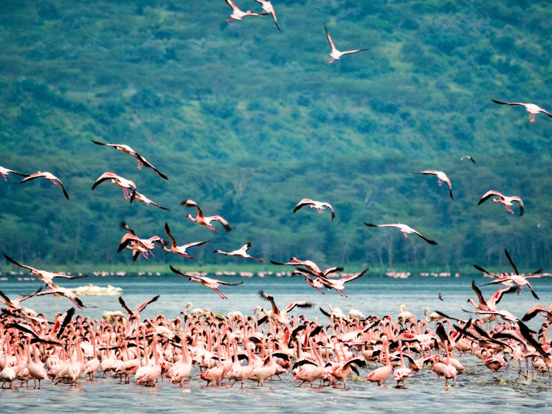 Pink flamingos covering Lake Nakuru shoreline