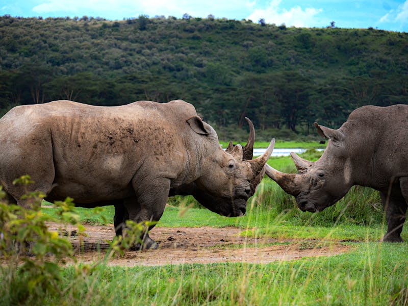 White rhino at Lake Nakuru National Park