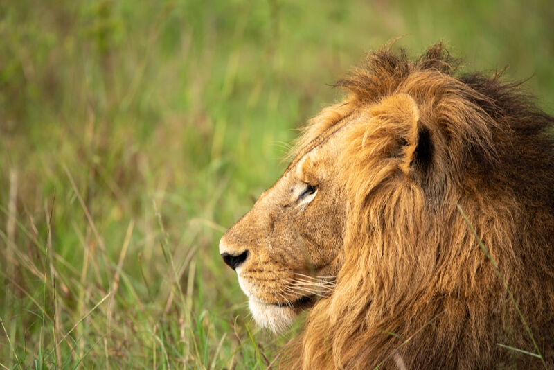 Male lion portrait in the Masai Mara