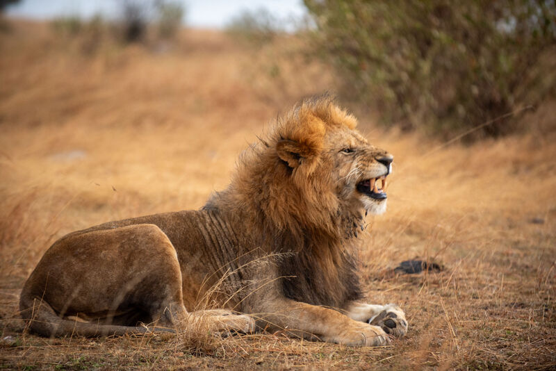 Male lion resting in the Mara grasslands