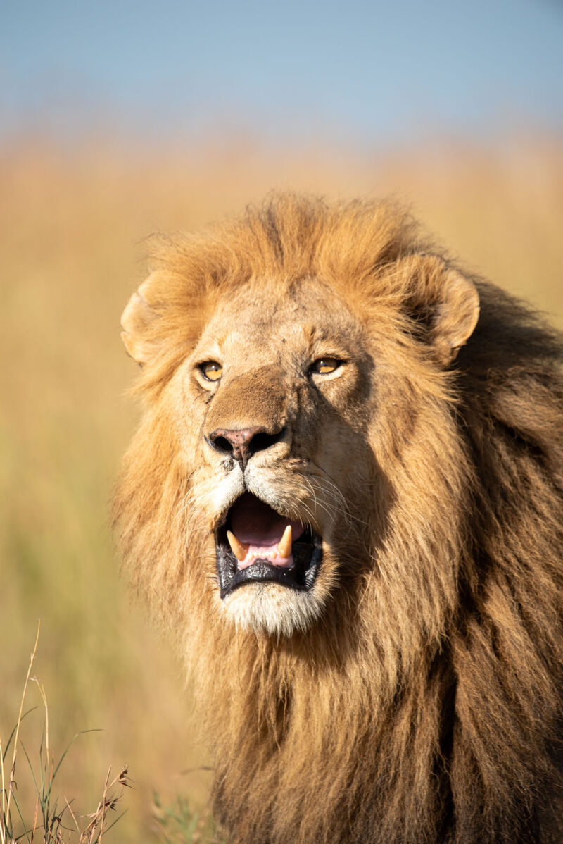 Lion roaring close-up in the Mara