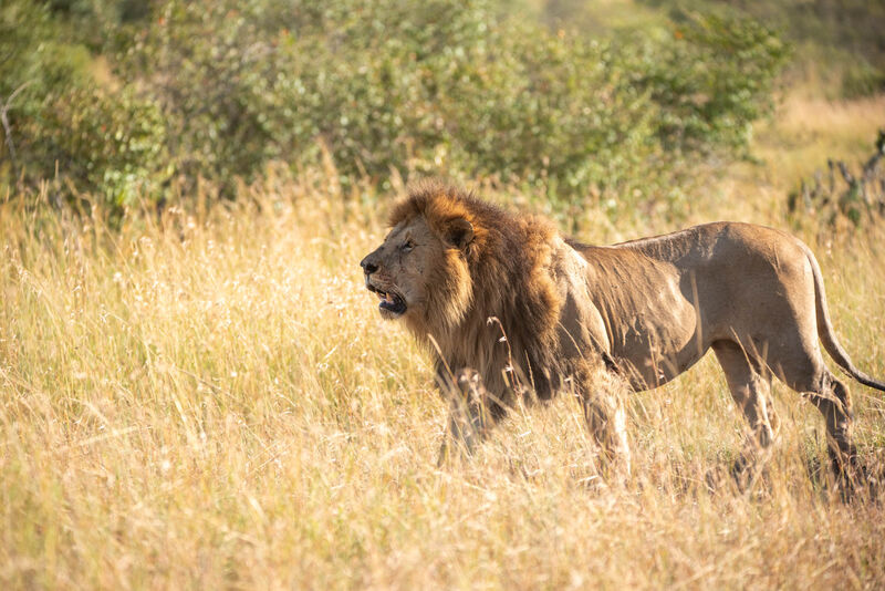 Male lion walking across the savannah