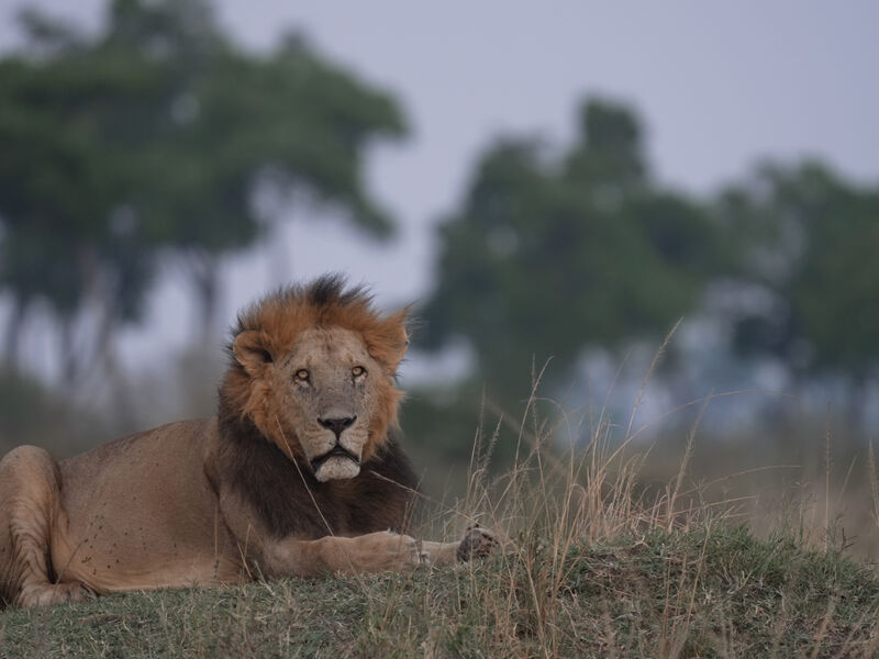 Maneless Tsavo lion resting in the grassland