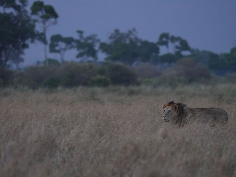 Lion in Ngorongoro Crater