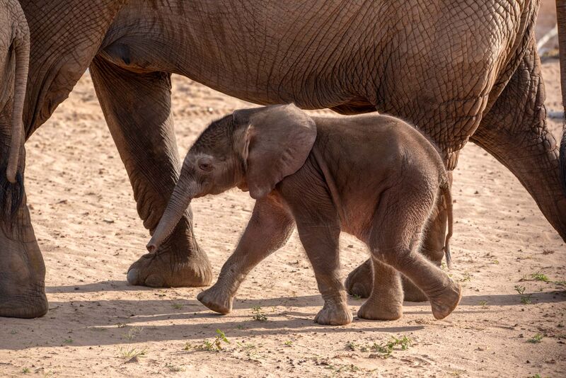 Wildebeest crossing the Mara River during the Great Migration