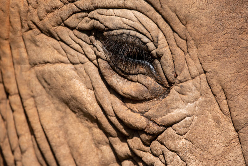 Thousands of wildebeest fording the Mara River