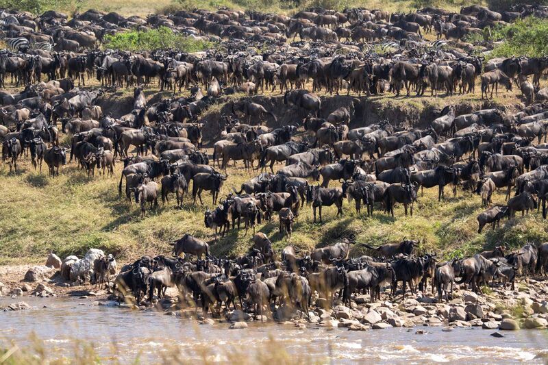 Wildebeest river crossing during migration